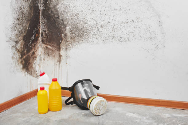 Crawl Space Mold Removal in Bonham, TX