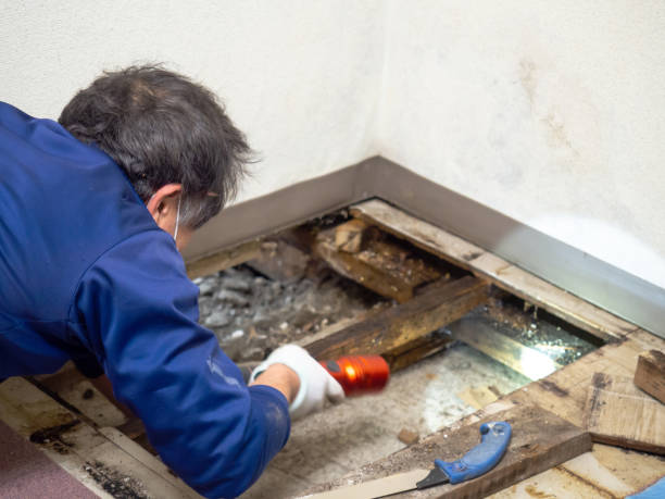 Best Mold Remediation  in Bonham, TX