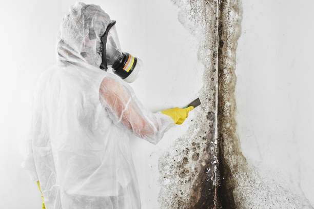 Best Crawl Space Mold Removal  in Bonham, TX