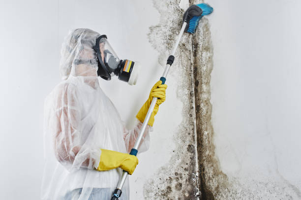 Best Mold Testing  in Bonham, TX