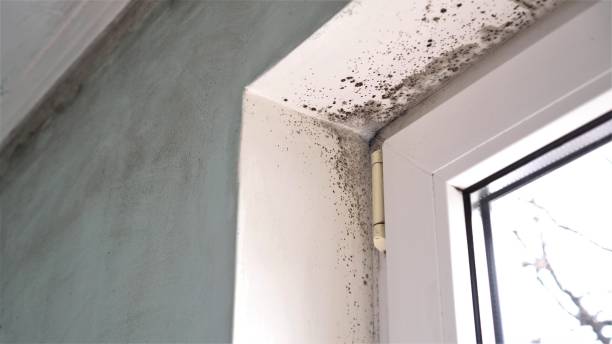 Best Black Mold Removal  in Bonham, TX