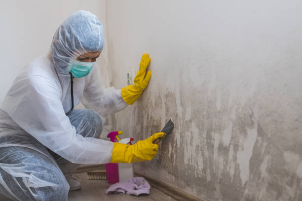 Best Commercial Mold Removal  in Bonham, TX