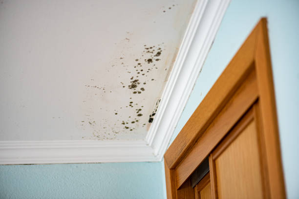 Best Local Mold Removal Service  in Bonham, TX