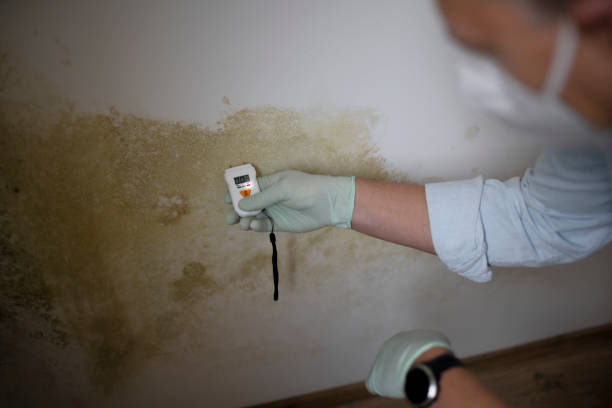 Best Mold Removal Process  in Bonham, TX