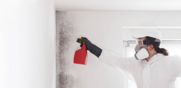 Mold Removal Process in Bonham, TX
