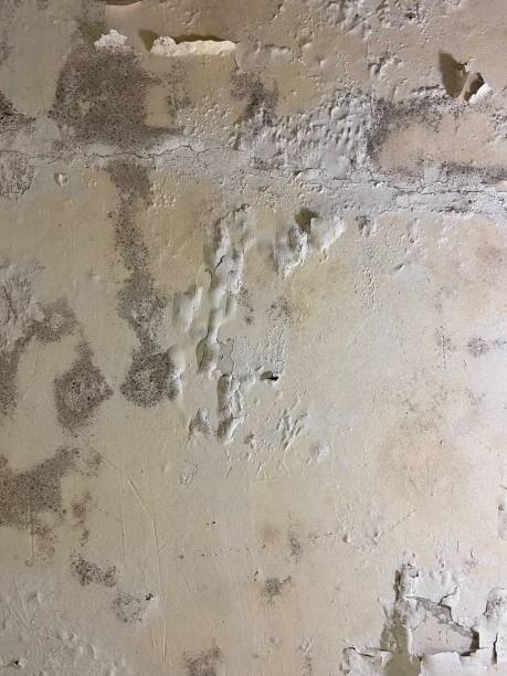 Best Black Mold Removal  in Bonham, TX