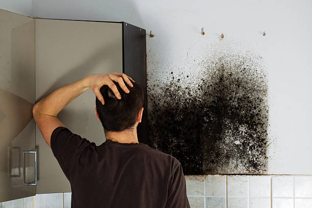 Best Mold Remediation Services  in Bonham, TX